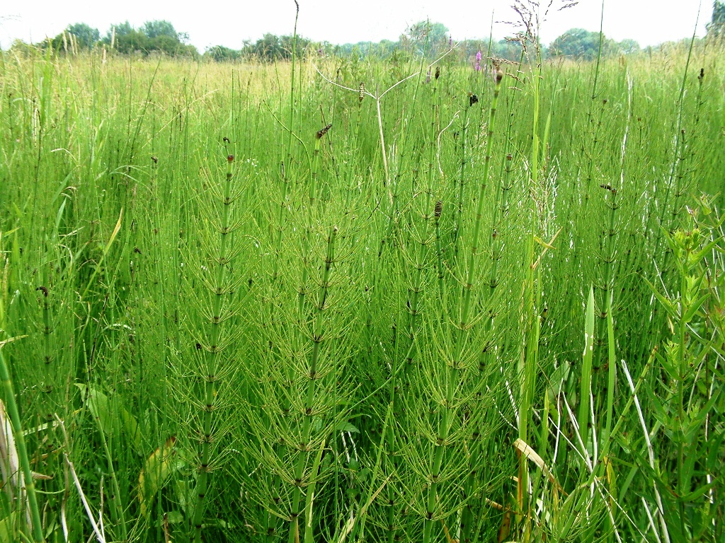 Equisetum fluviatile (door Dick Kerkhof)