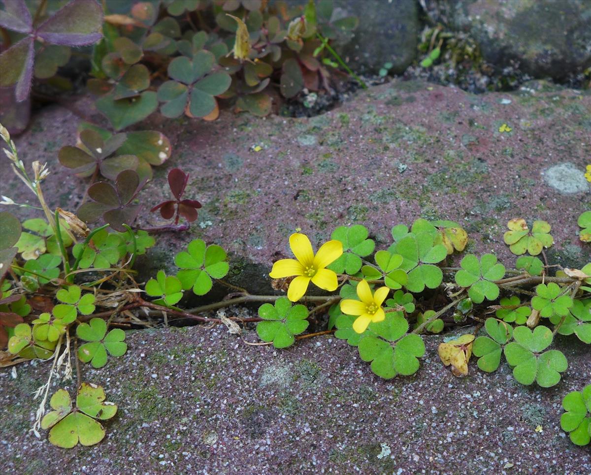 Oxalis exilis (door Jelle van Dijk)