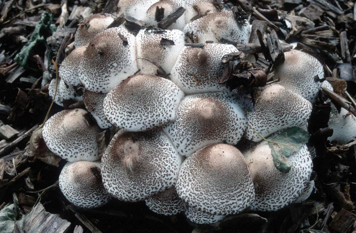 Leucoagaricus meleagris (door Grieta Fransen)