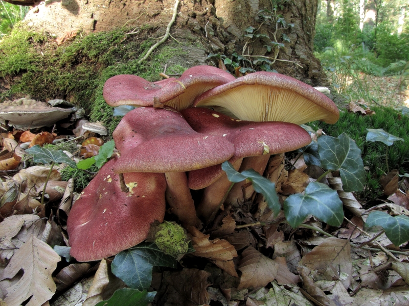 Tricholomopsis rutilans (door Dinant Wanningen)