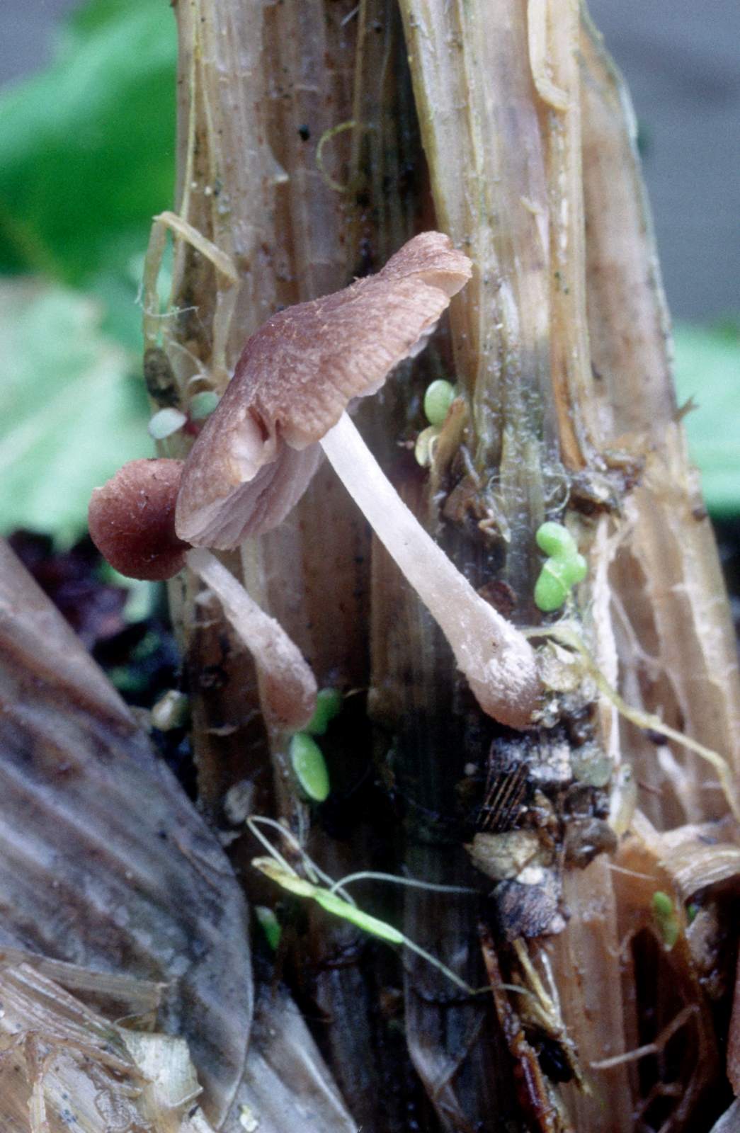 Psathyrella typhae (door Grieta Fransen)