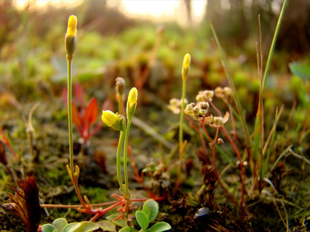 Cicendia filiformis (door Joop Verburg)