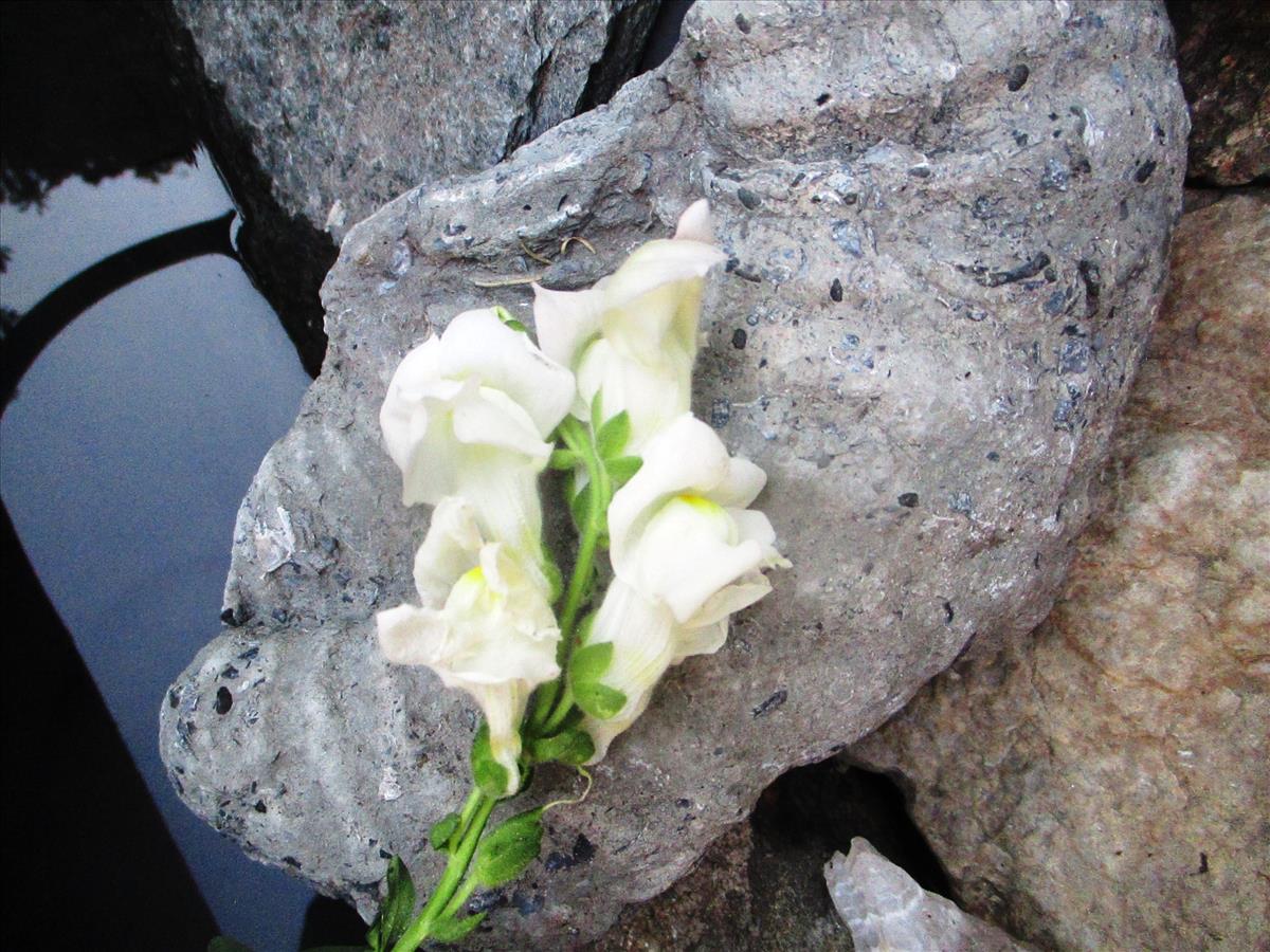 Antirrhinum majus (door Toon Verrijdt)