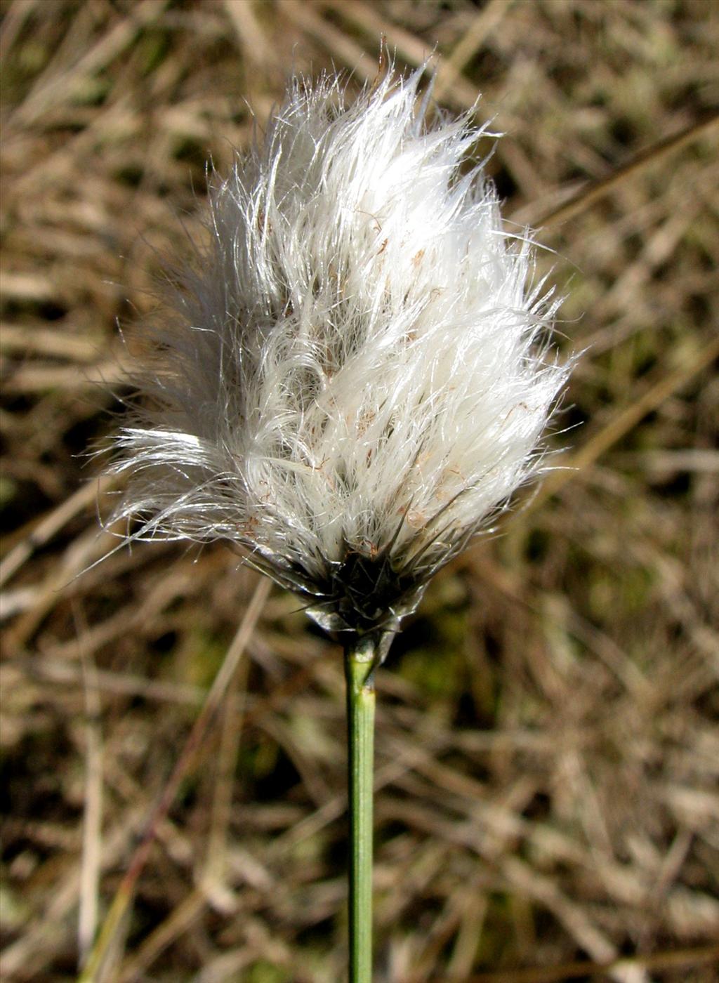 Eriophorum vaginatum (door Bert Verbruggen)