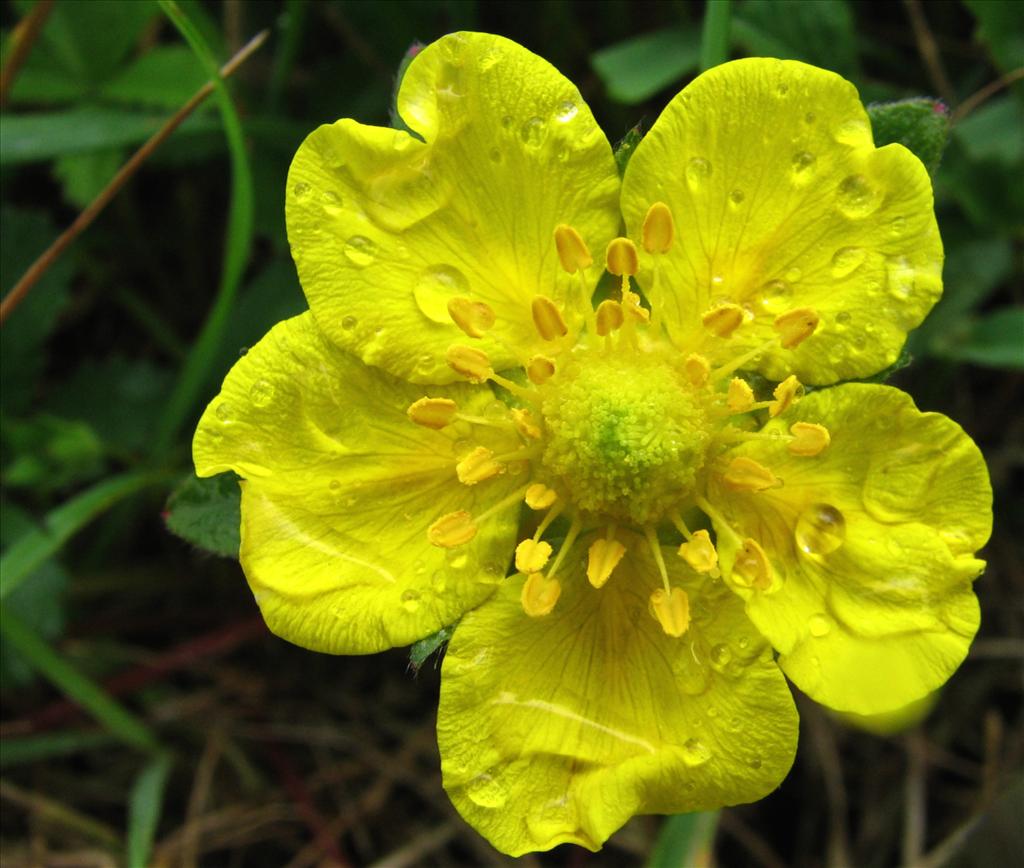 Potentilla reptans (door Bert Verbruggen)