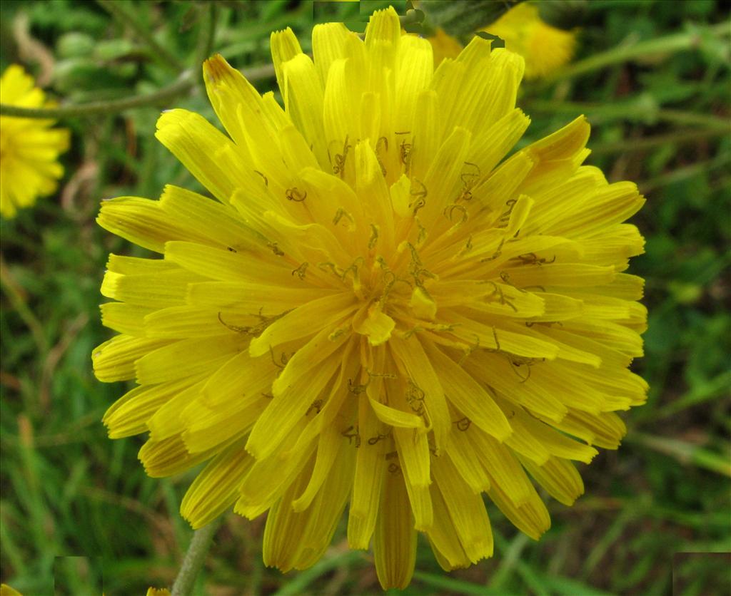 Crepis vesicaria subsp. taraxacifolia (door Bert Verbruggen)