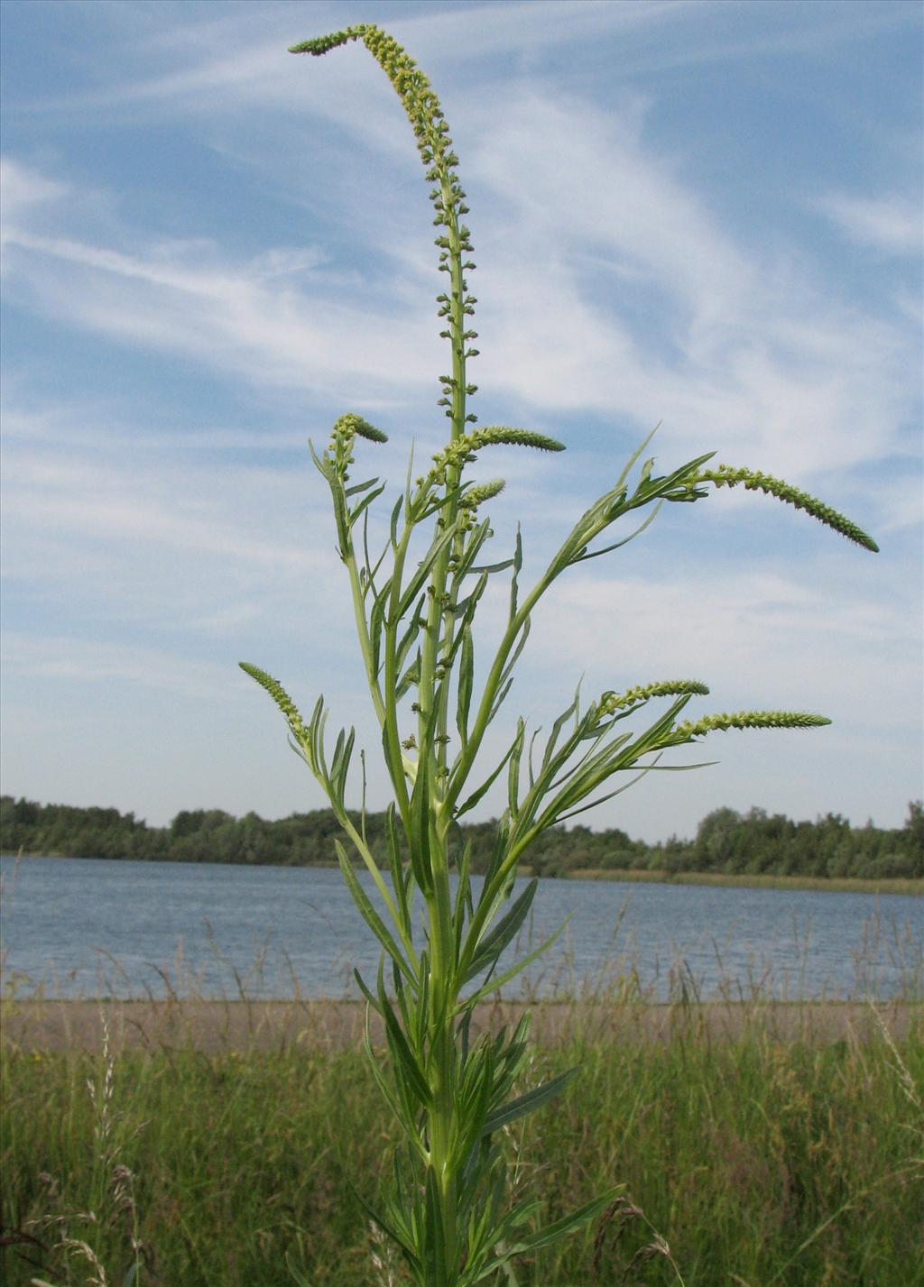 Reseda luteola (door Bert Verbruggen)