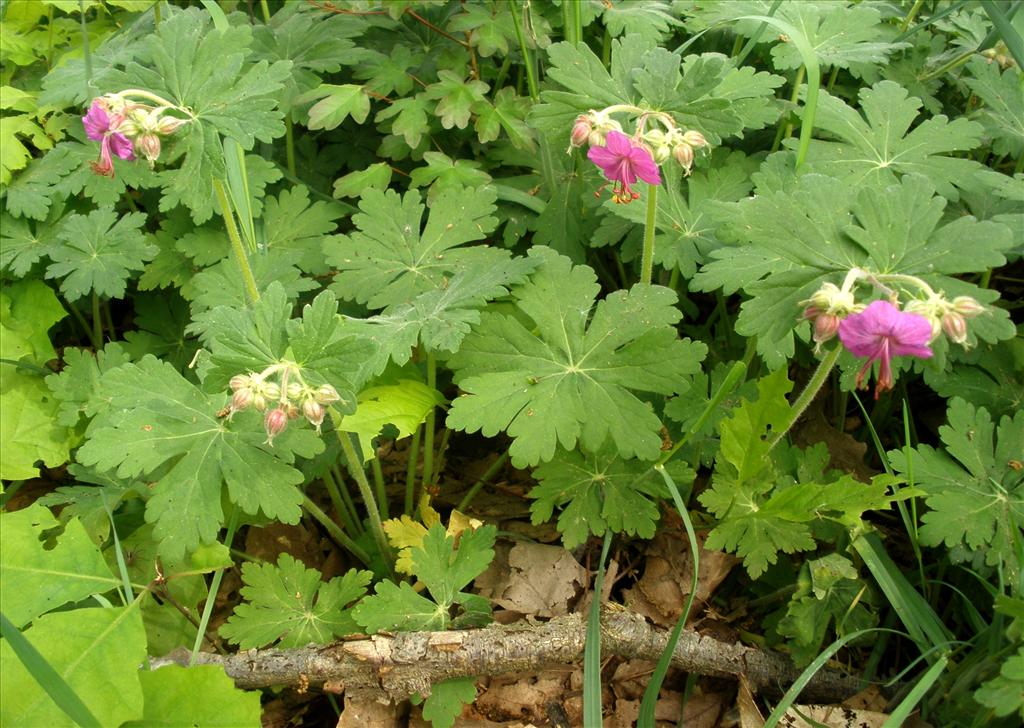 Geranium macrorrhizum (door Bert Verbruggen)