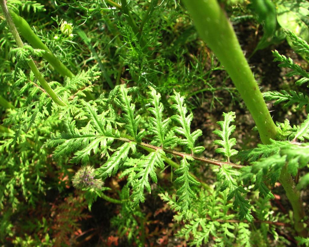 Phacelia tanacetifolia (door Bert Verbruggen)