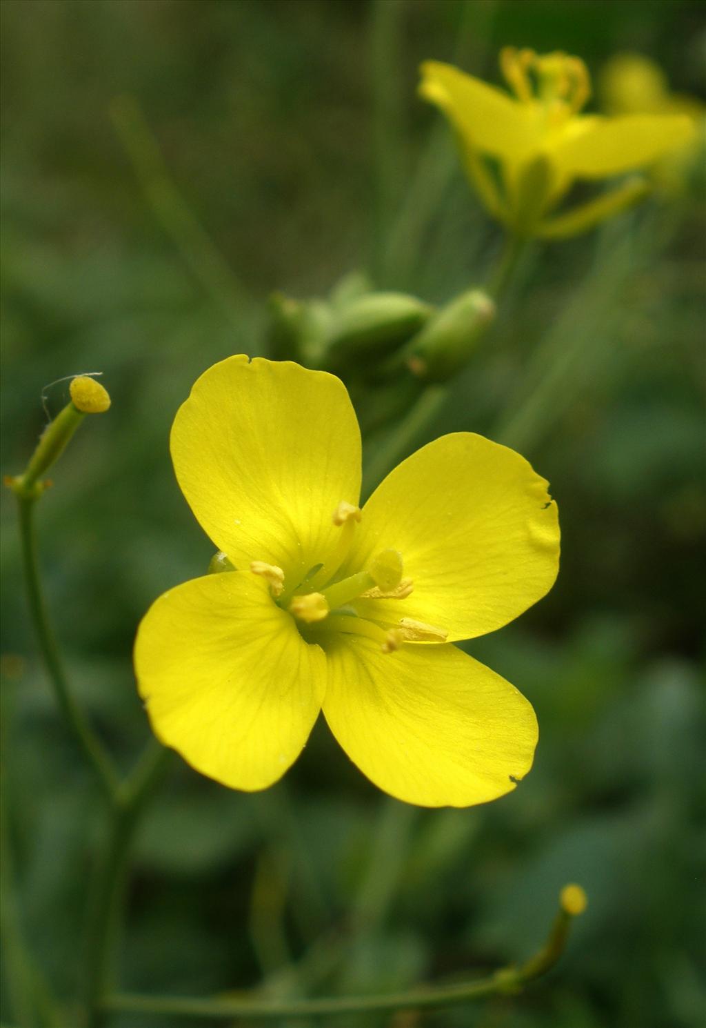 Diplotaxis tenuifolia (door Bert Verbruggen)