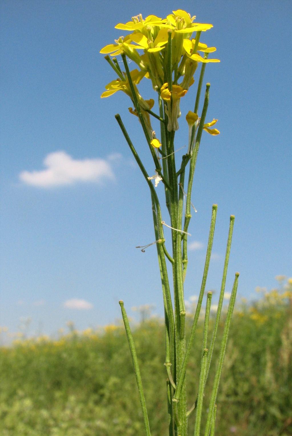 Erysimum virgatum (door Bert Verbruggen)