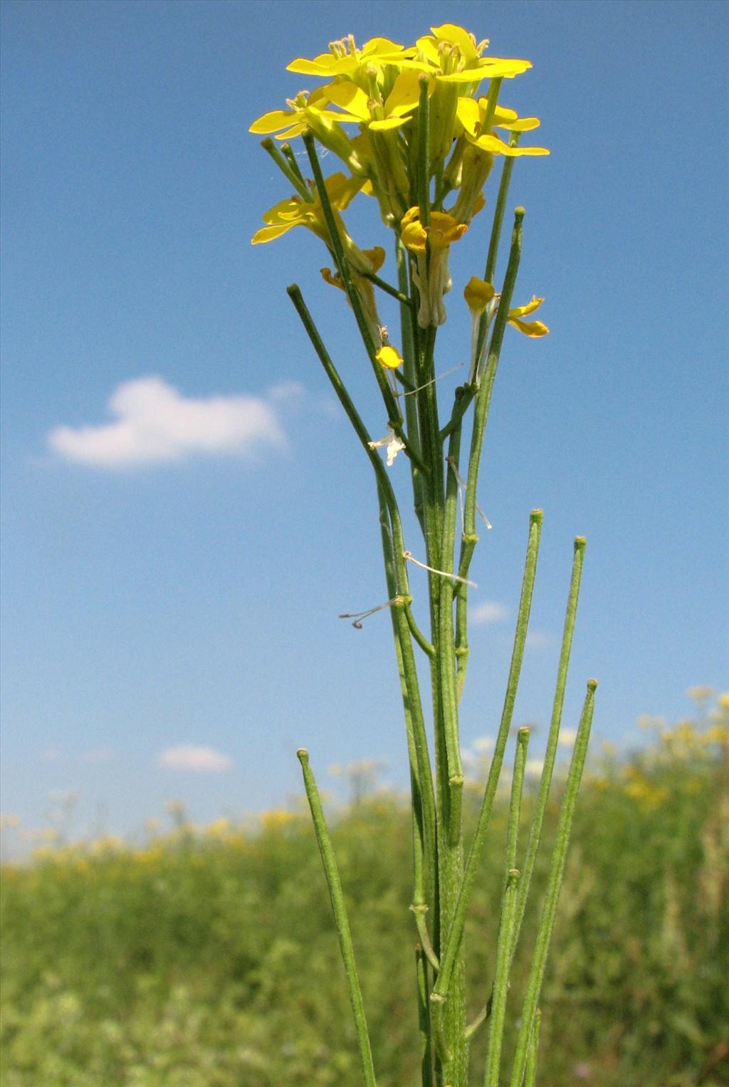 Erysimum virgatum (door Bert Verbruggen)