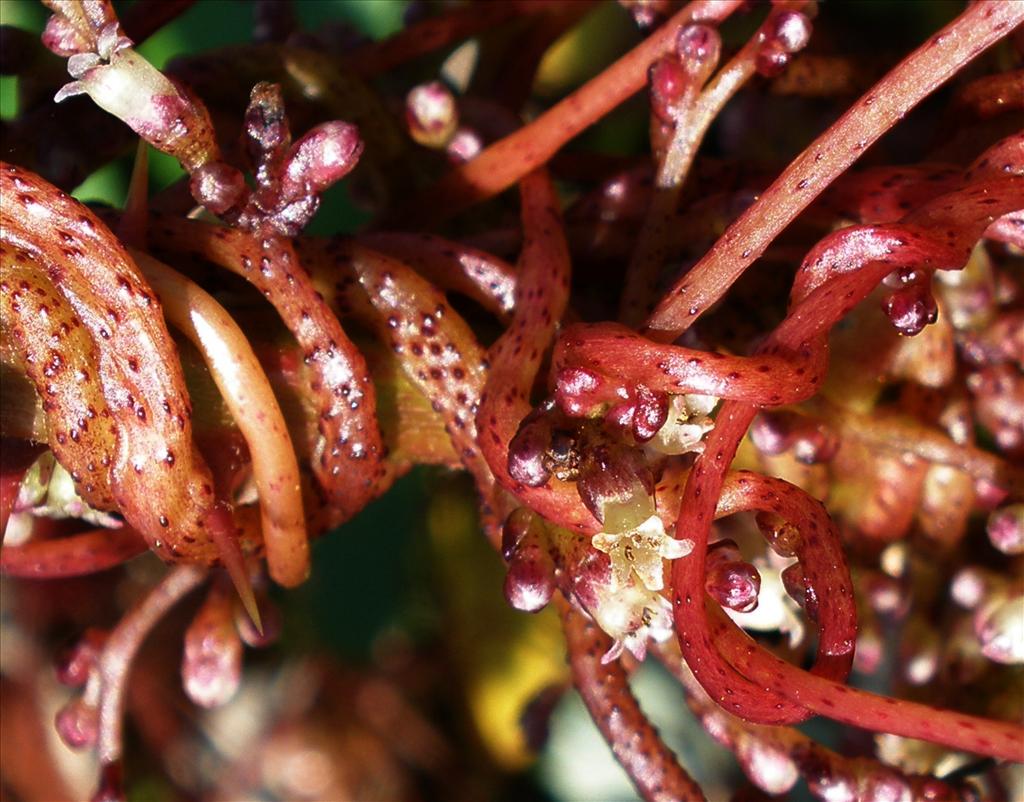 Cuscuta lupuliformis (door Bert Verbruggen)