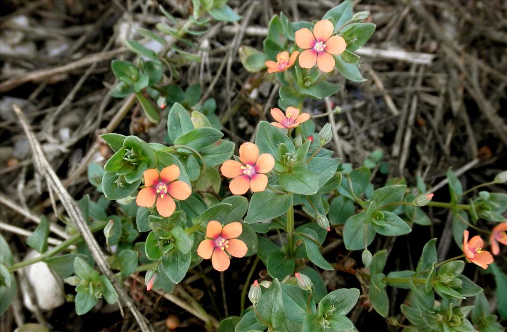 Anagallis arvensis subsp. arvensis (door Bert Verbruggen)