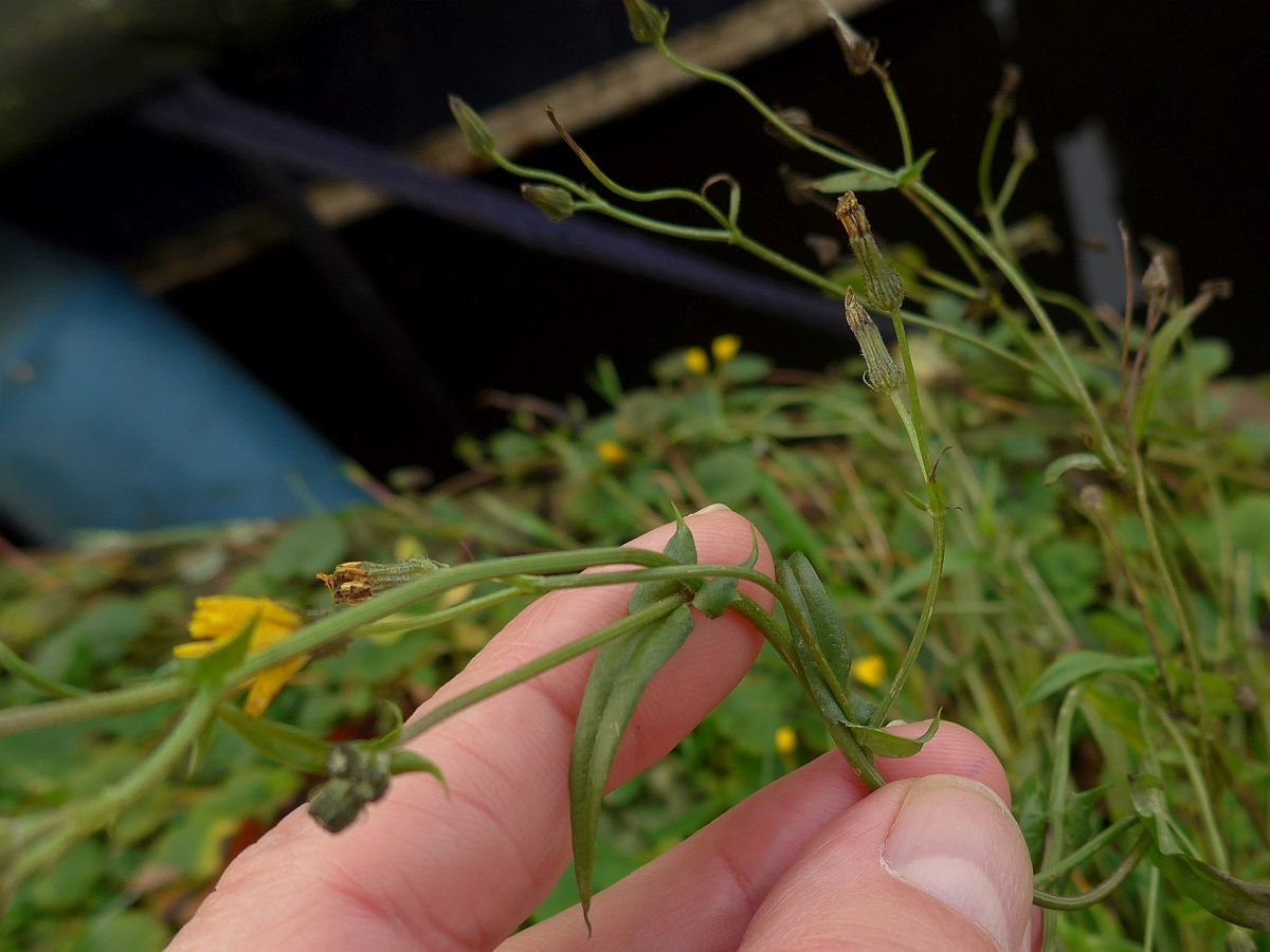 Crepis capillaris (door Hanneke Waller)