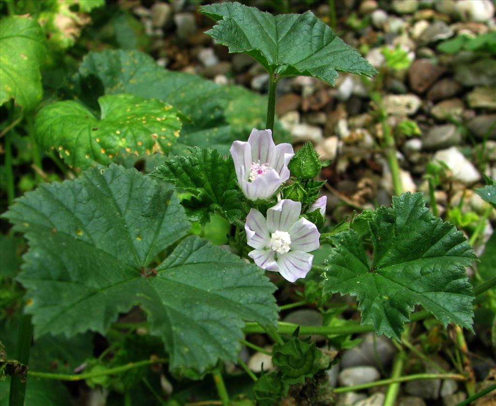 Malva neglecta (door Bert Verbruggen)