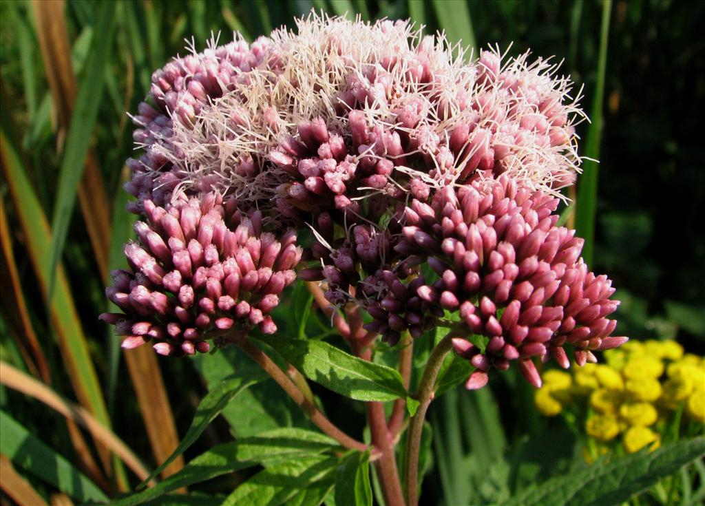 Eupatorium cannabinum (door Bert Verbruggen)