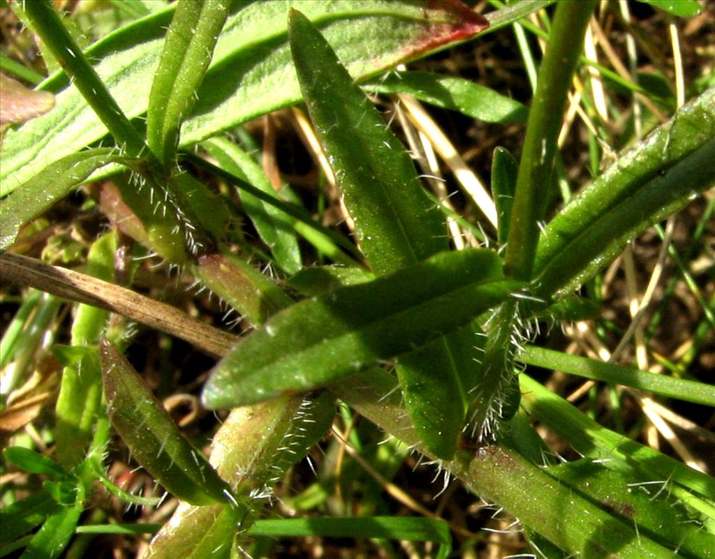 Jasione montana (door Bert Verbruggen)