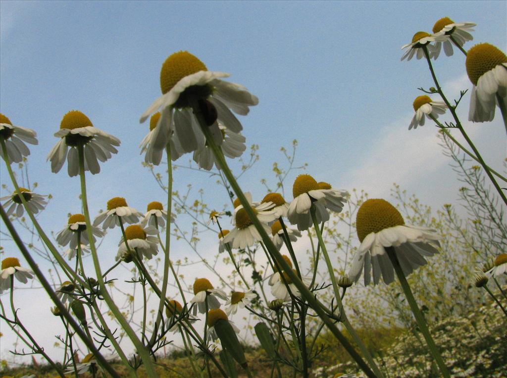 Matricaria chamomilla (door Bert Verbruggen)