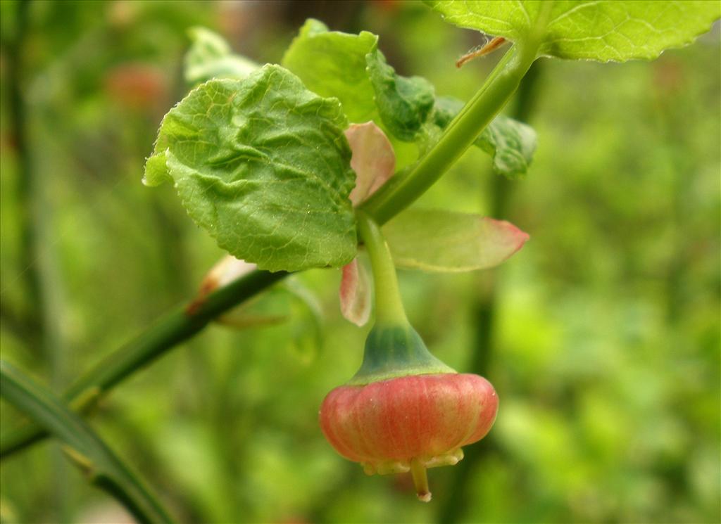 Vaccinium myrtillus (door Bert Verbruggen)