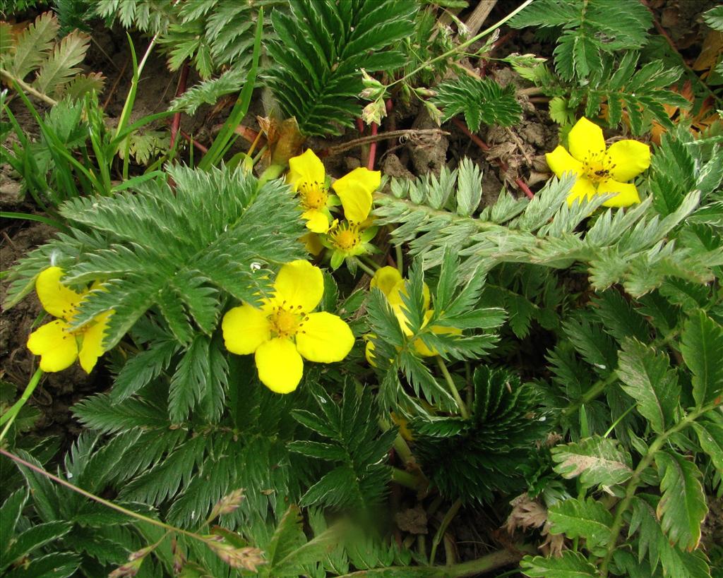 Potentilla anserina (door Bert Verbruggen)