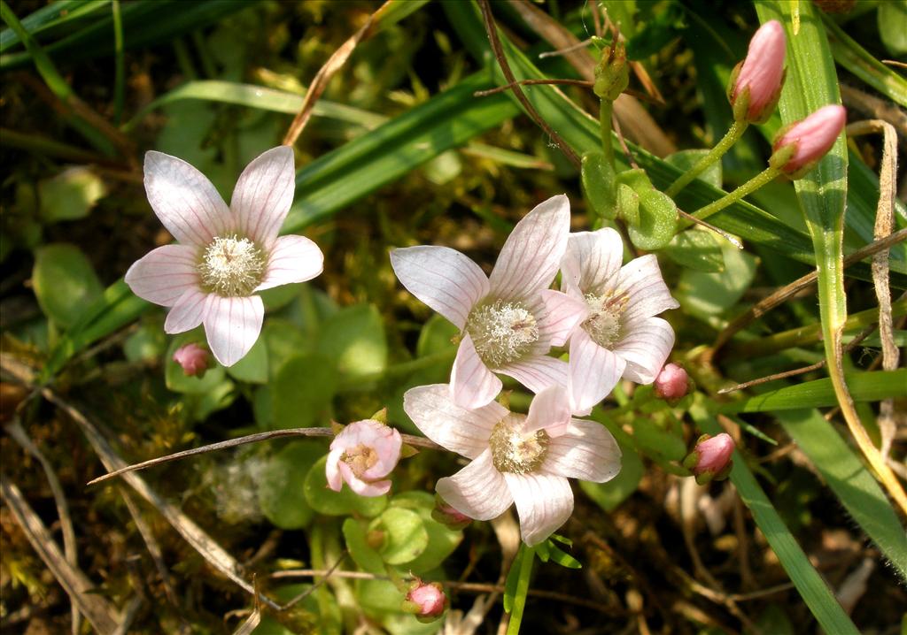 Anagallis tenella (door Bert Verbruggen)