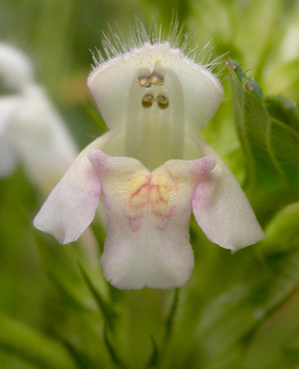 Galeopsis tetrahit (door Bert Verbruggen)