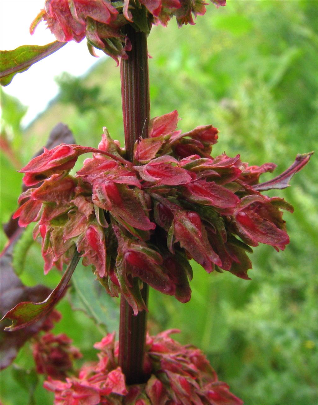 Rumex obtusifolius (door Bert Verbruggen)