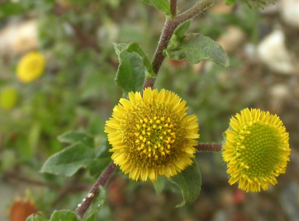 Pulicaria vulgaris (door Bert Verbruggen)