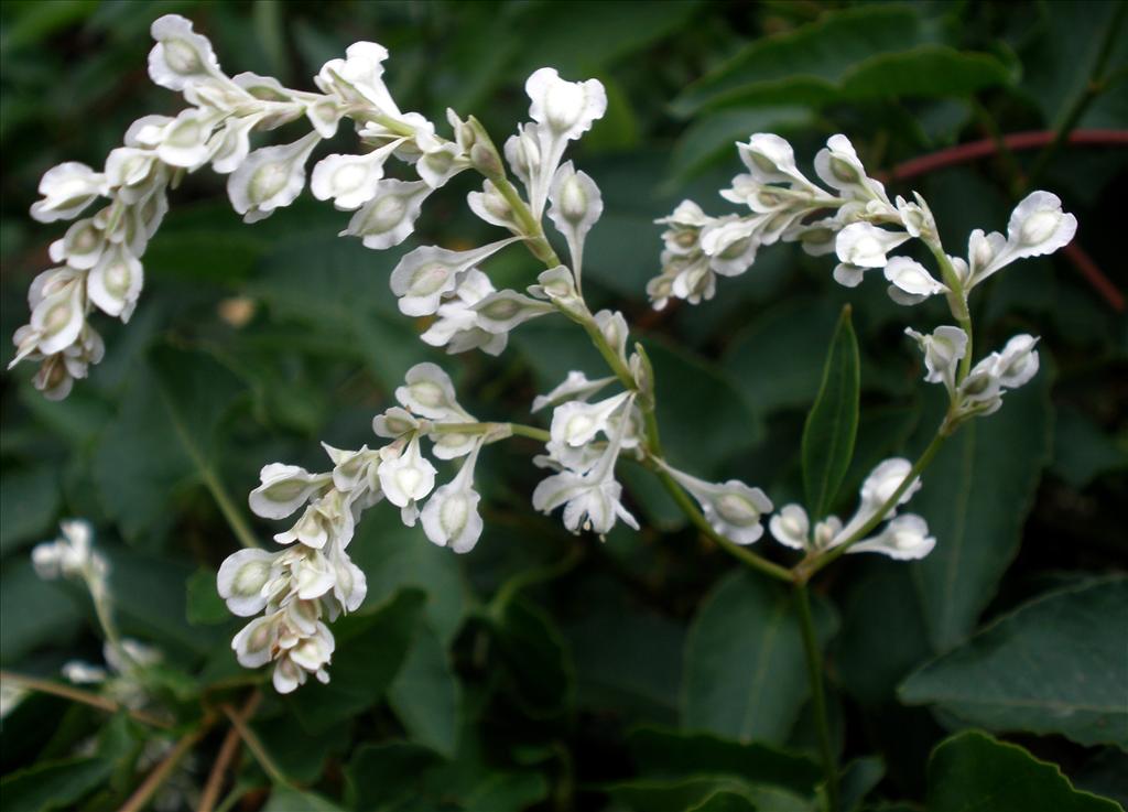 Fallopia baldschuanica (door Bert Verbruggen)