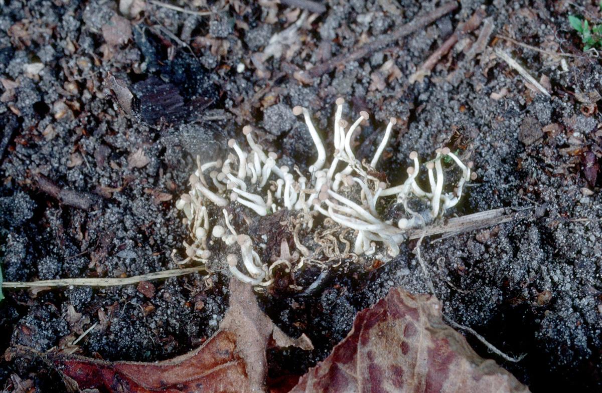 Onygena corvina (door Grieta Fransen)