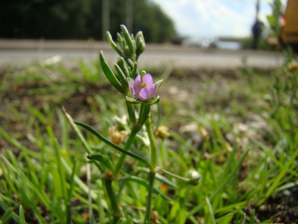 Spergularia marina (door Joop Verburg)