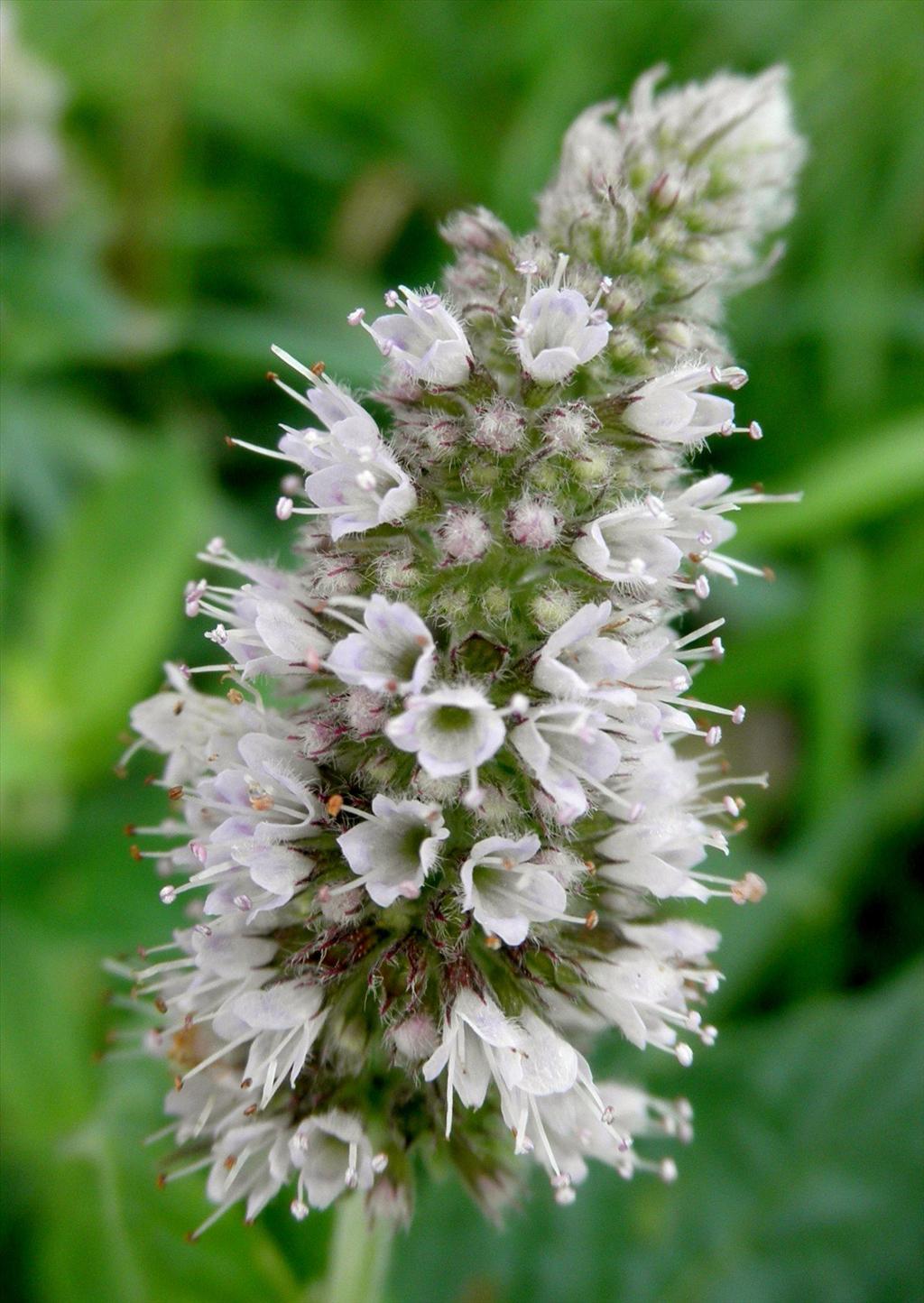 Mentha longifolia (door Bert Verbruggen)