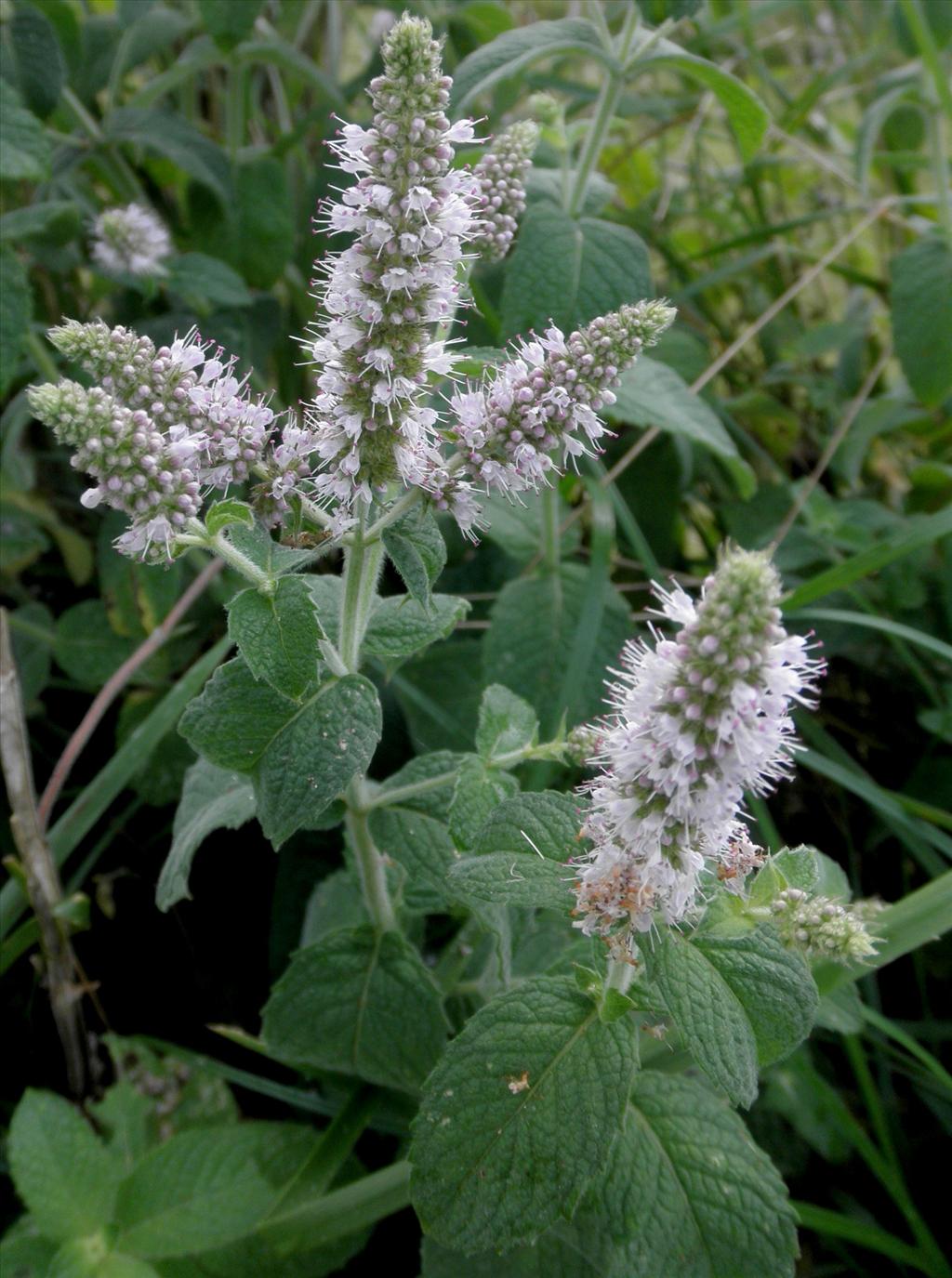 Mentha longifolia (door Bert Verbruggen)