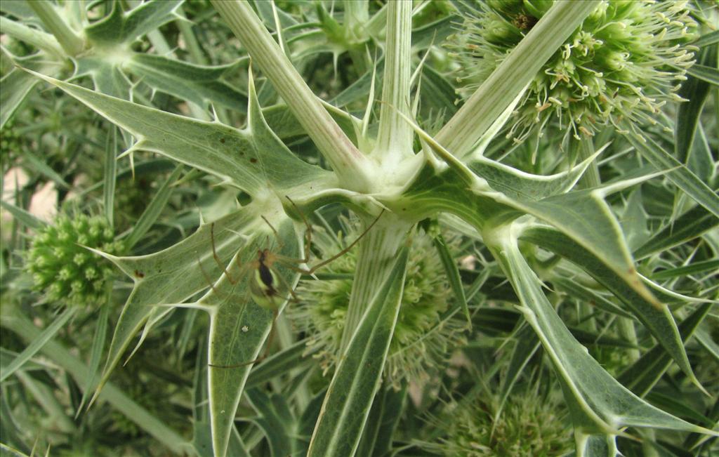 Eryngium campestre (door Bert Verbruggen)