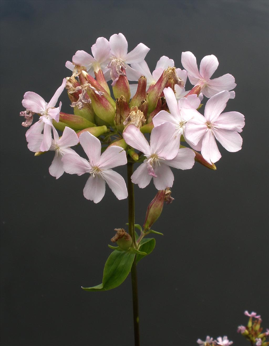 Saponaria officinalis (door Bert Verbruggen)