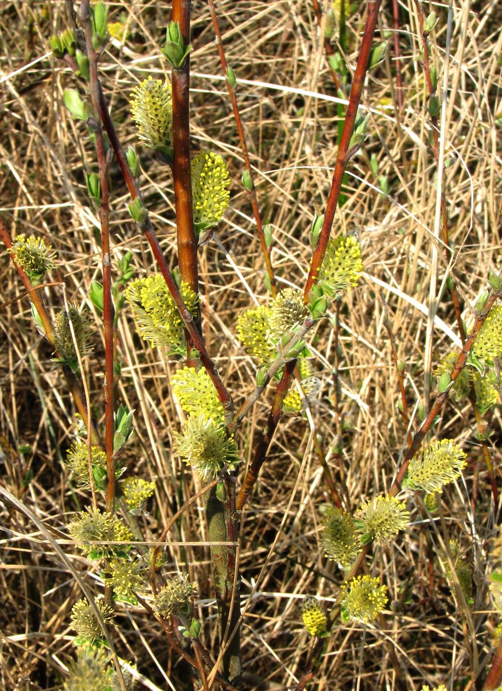 Salix repens (door Bert Verbruggen)