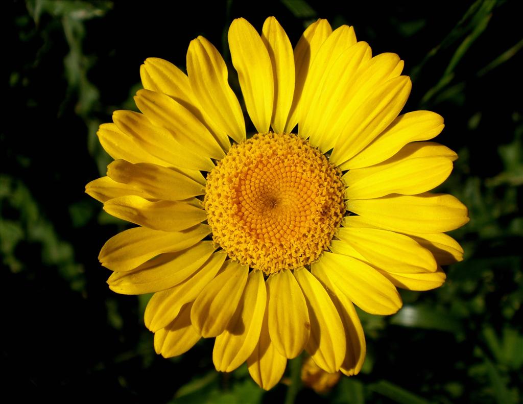 Anthemis tinctoria (door Bert Verbruggen)