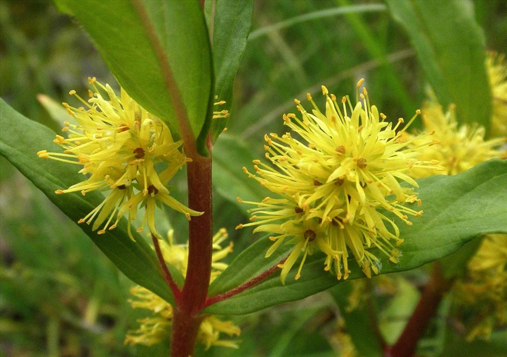 Lysimachia thyrsiflora (door Bert Verbruggen)