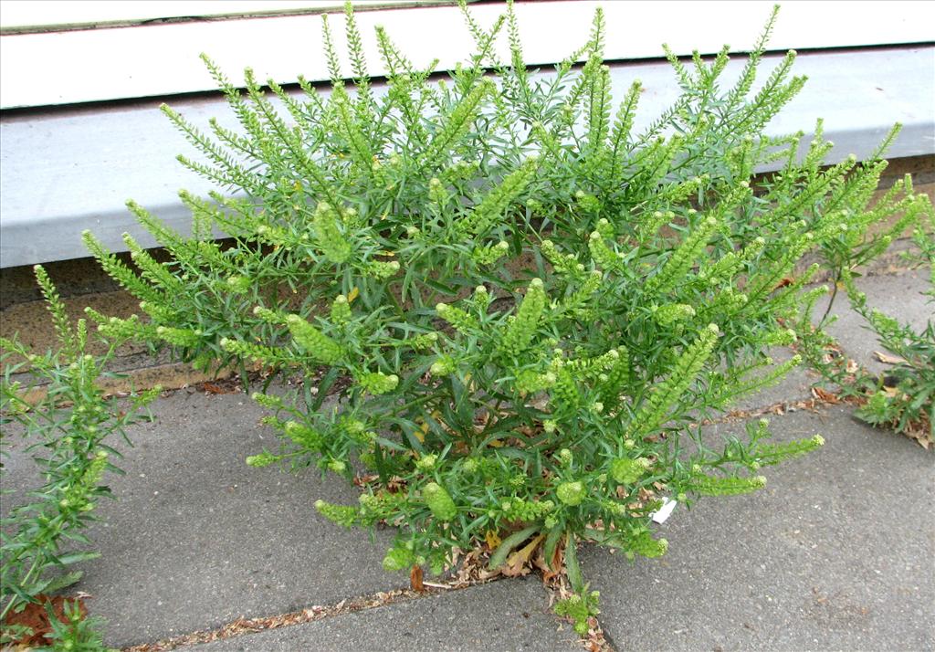 Lepidium densiflorum (door Bert Verbruggen)