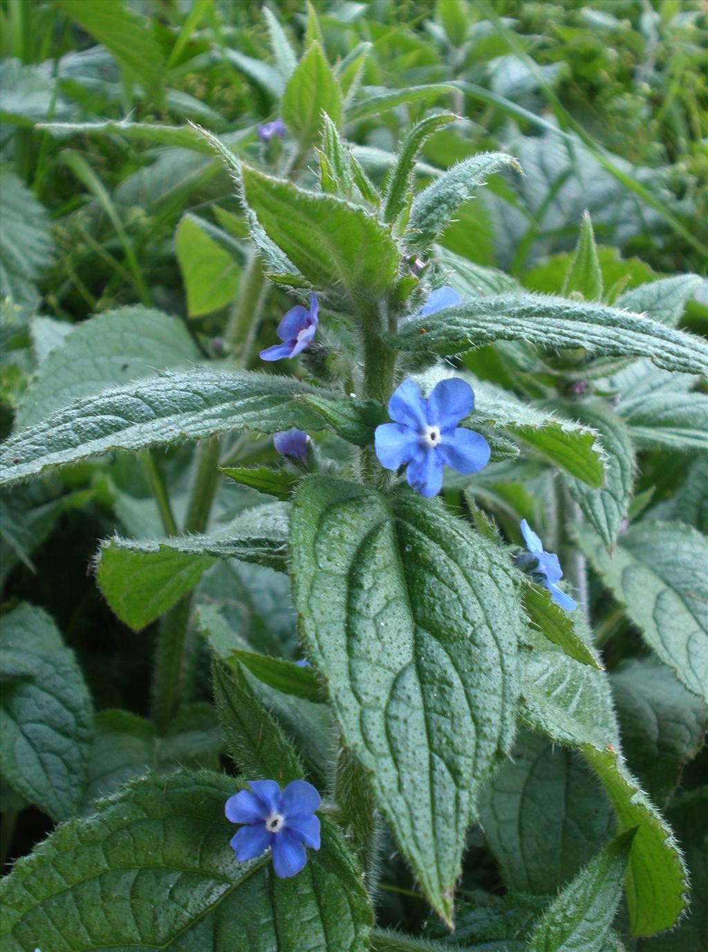 Pentaglottis sempervirens (door Bert Verbruggen)