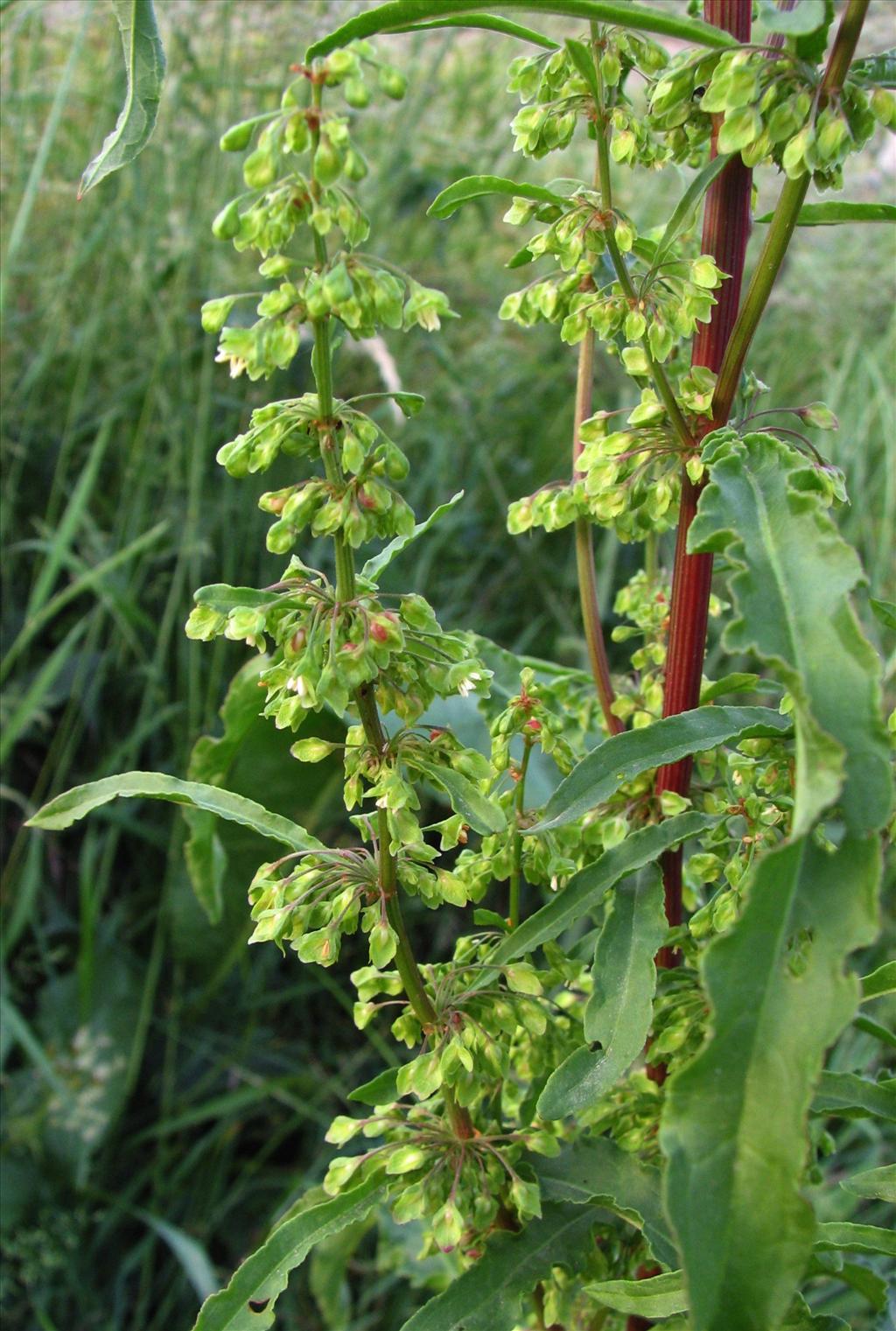 Rumex crispus (door Bert Verbruggen)