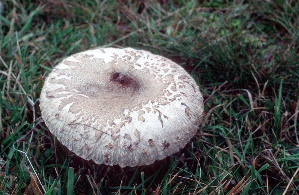 Macrolepiota excoriata (door Grieta Fransen)