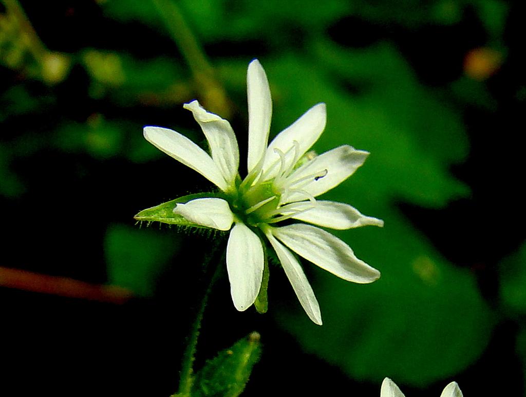 Stellaria aquatica (door Joop Verburg)