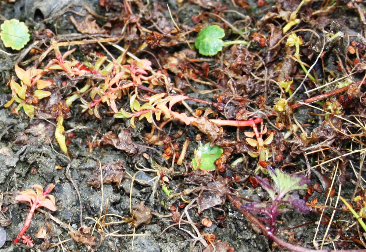 Ludwigia palustris (door Toon Verrijdt)