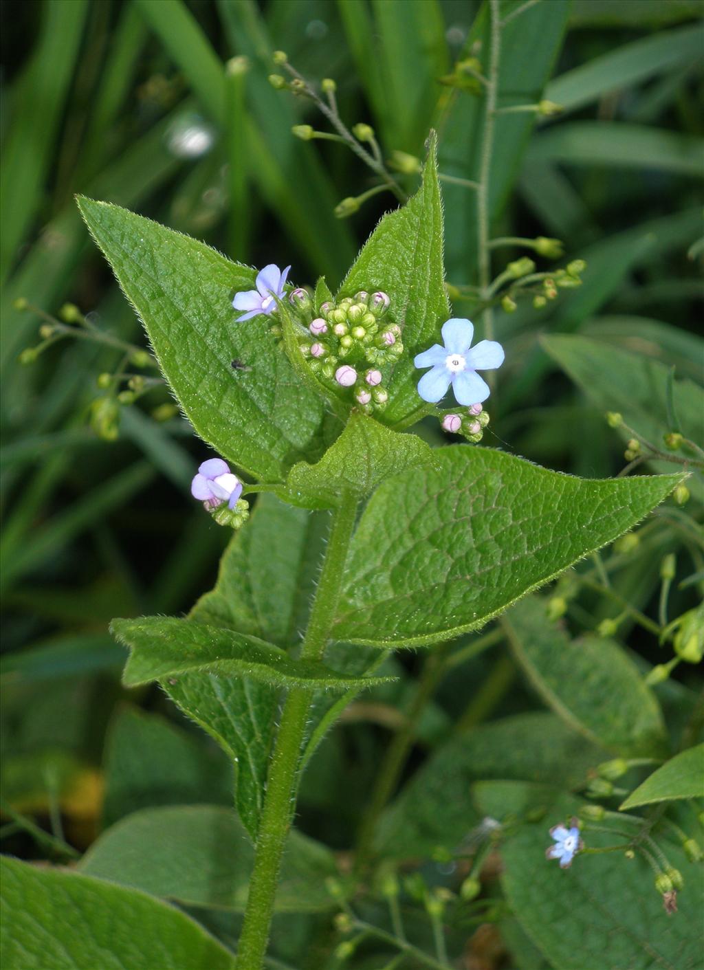 Brunnera macrophylla (door Bert Verbruggen)