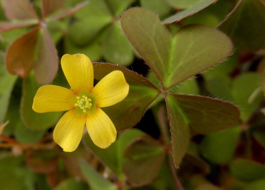 Oxalis corniculata (door Bert Verbruggen)