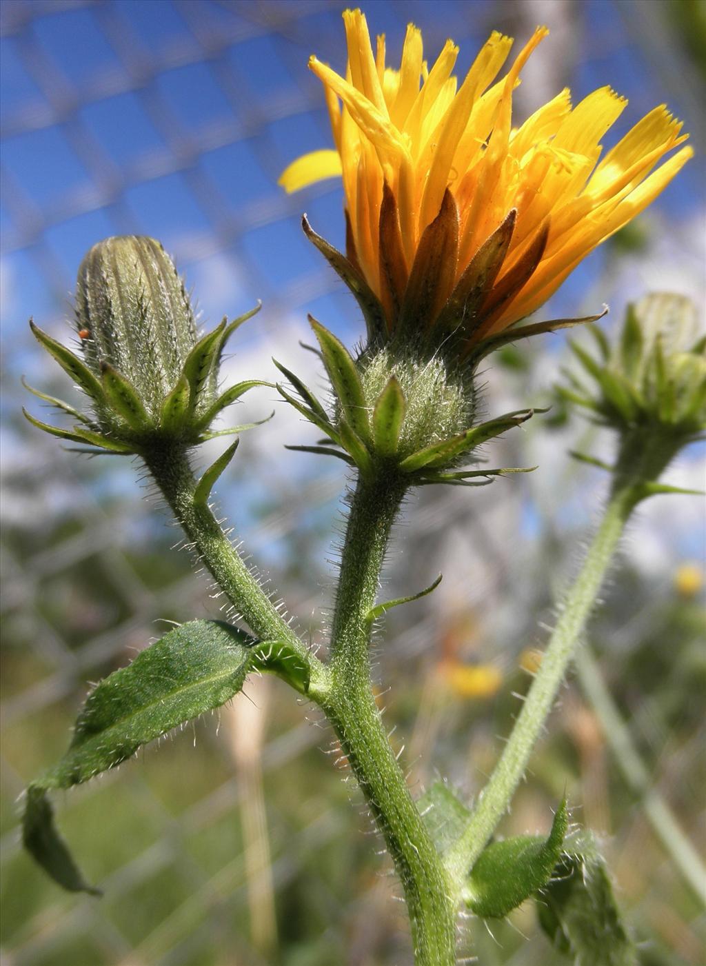 Picris hieracioides (door Bert Verbruggen)