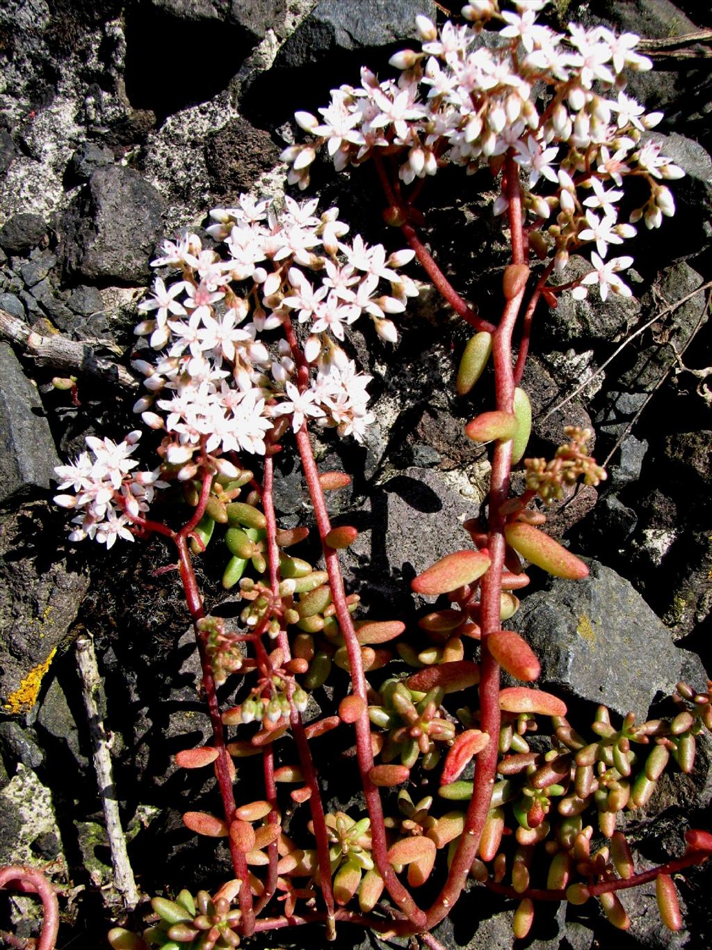 Sedum album (door Bert Verbruggen)