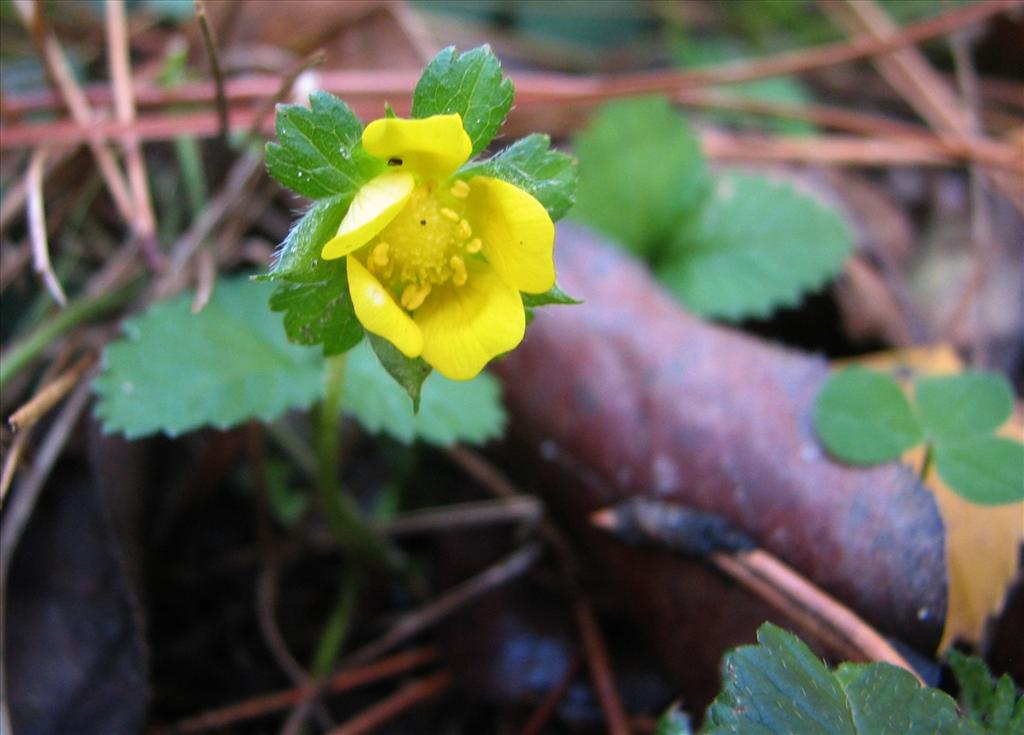 Potentilla indica (door Bert Verbruggen)